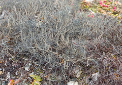 Alectoria ochroleuca