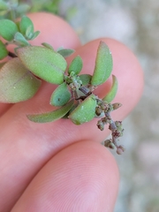 Chenopodium triandrum