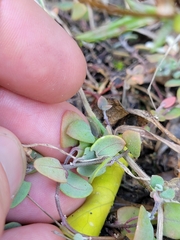 Chenopodium triandrum