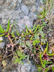 Chenopodium triandrum