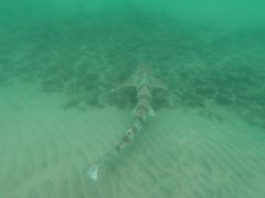 Triakis semifasciata