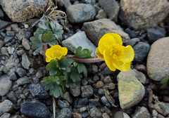 Ranunculus nivalis