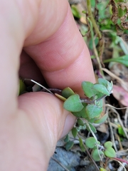Chenopodium triandrum