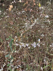 Symphyotrichum ericoides