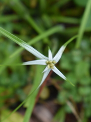 Rhynchospora colorata