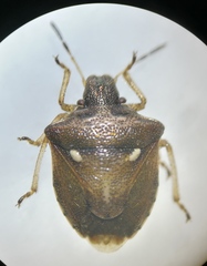 Eysarcoris aeneus