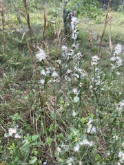 Baccharis glomeruliflora