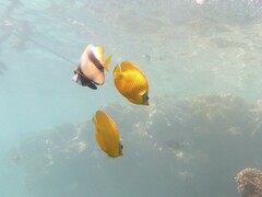 Chaetodon semilarvatus