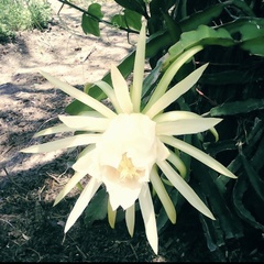 Hylocereeae
