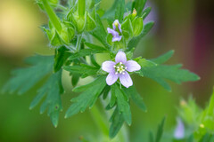 Geranium carolinianum
