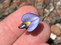 Lotononis filiformis