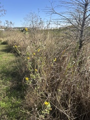Helianthus annuus
