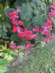 Clerodendrum