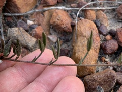 Lotononis filiformis