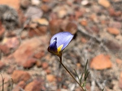 Lotononis filiformis