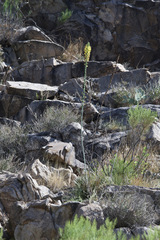 Agave schottii