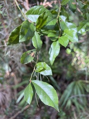 Lyonia ferruginea