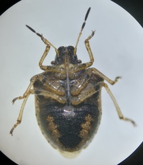 Eysarcoris aeneus