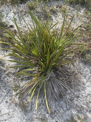Serenoa repens