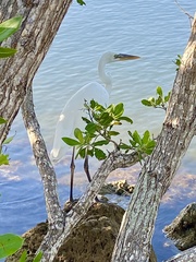 Ardea herodias occidentalis