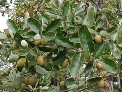 Lagerstroemia parviflora