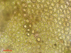 Frullania tamarisci
