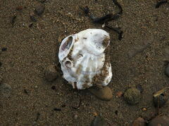 Crassostrea virginica