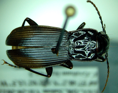 Pterostichus crenicollis