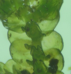 Frullania tamarisci