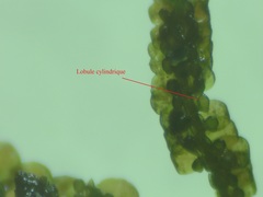 Frullania tamarisci