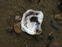 Crassostrea virginica