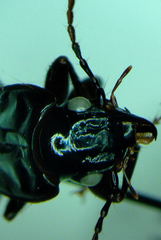 Pterostichus crenicollis
