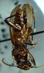 Pterostichus crenicollis