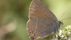 Satyrium spini