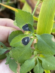 Botryosphaeria dothidea