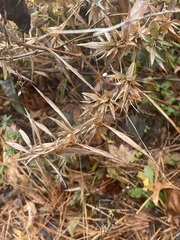 Dichanthelium