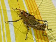 Taeniopoda gutturosa