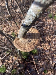 Daedaleopsis confragosa