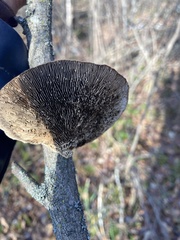 Daedaleopsis confragosa