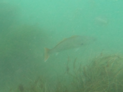 Atractoscion nobilis