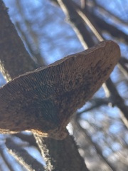 Daedaleopsis confragosa