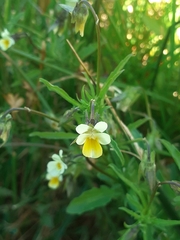 Viola arvensis