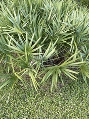 Serenoa repens