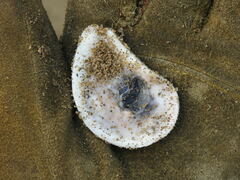Ostreidae