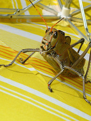 Taeniopoda gutturosa