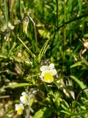 Viola arvensis
