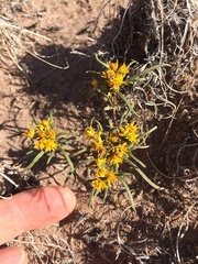 Pectis angustifolia angustifolia