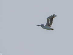 Pelecanus rufescens