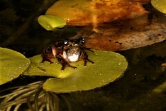 Hyperolius marmoratus