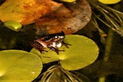 Hyperolius marmoratus